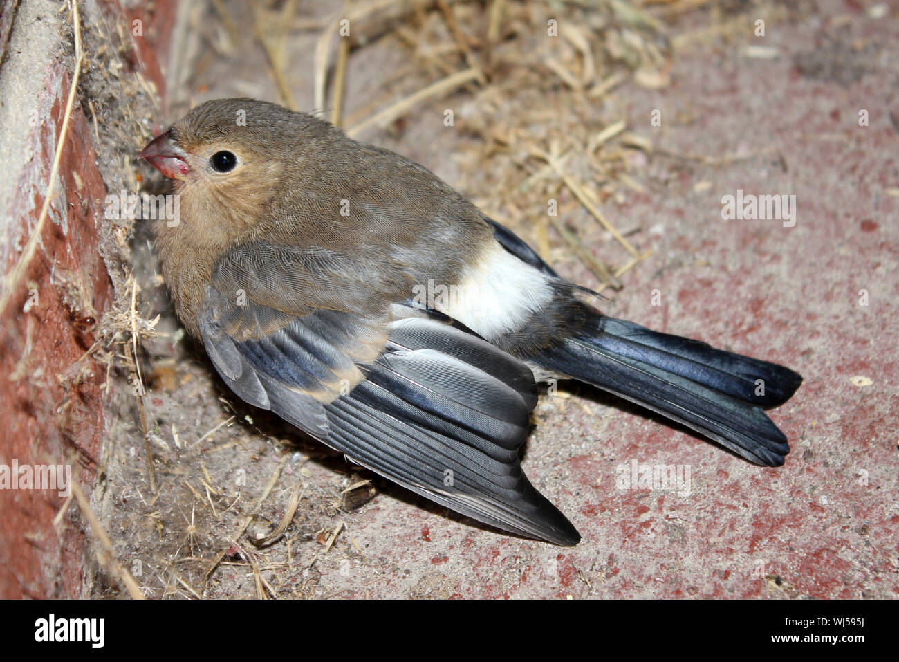 Comune Pyrrhula Bullfinch pyrrhula juvenille Foto Stock