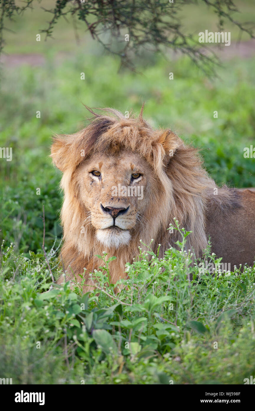 Leone africano (Panthera leo) maschio, Ndutu, Ngorongoro Conservation Area, southern Serengeti, Tanzania. Foto Stock