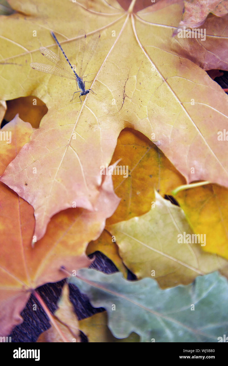Vista ravvicinata su una libellula con foglie di autunno Foto Stock