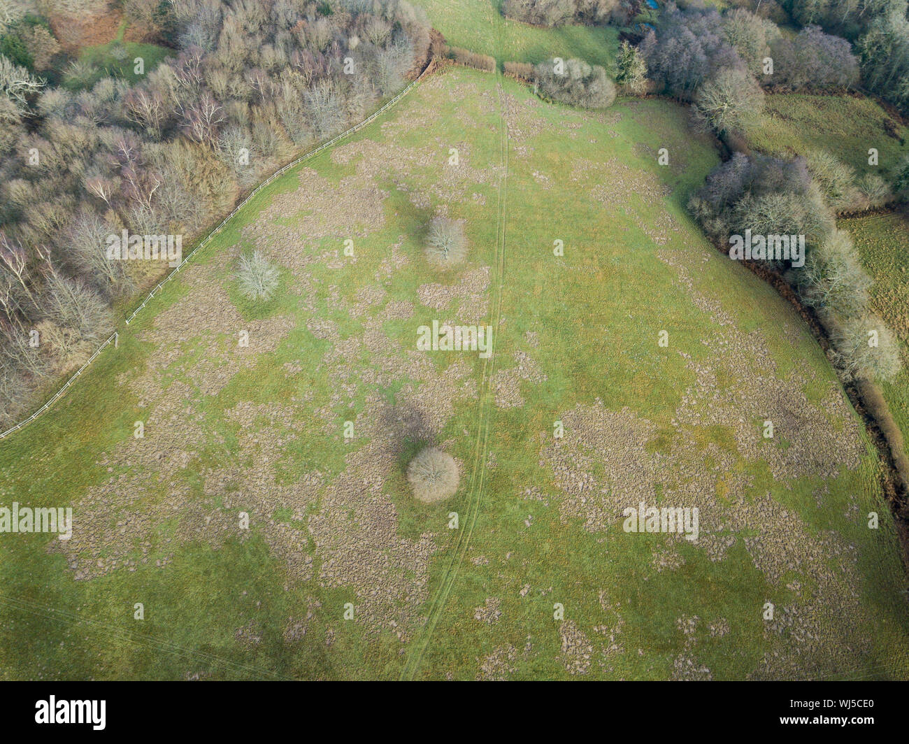 Badger (Meles meles) danno al campo (macchie marroni) scavando su terreno in cerca di invertebrati, West Sussex, Regno Unito Foto Stock