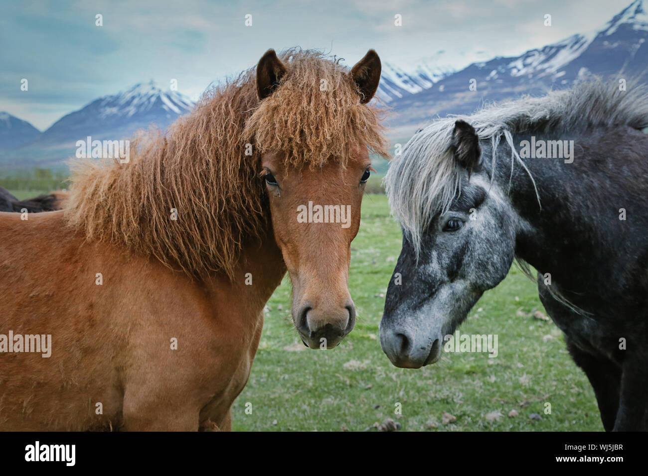Cavalli a riposo in Islanda con vista montagna Foto Stock