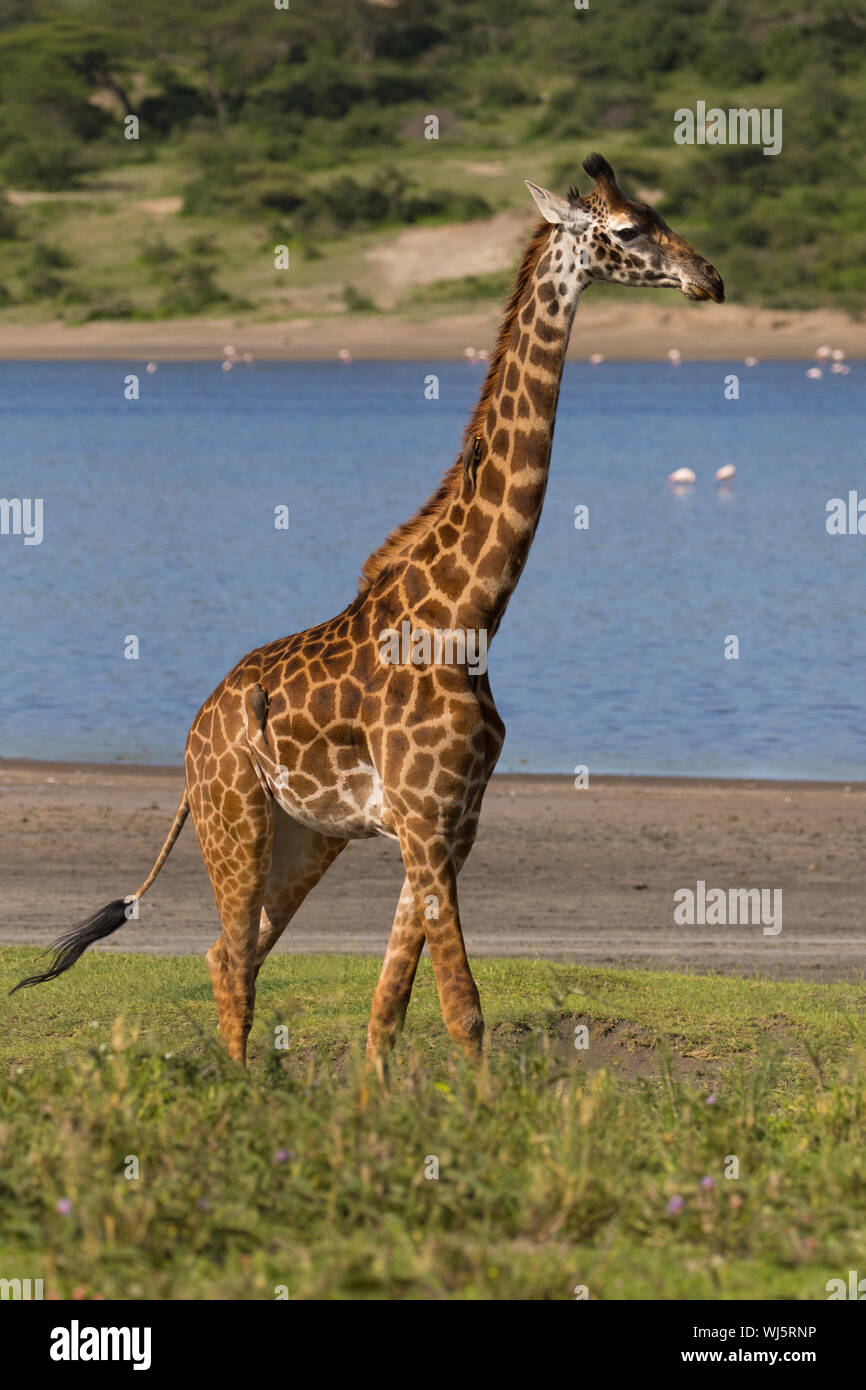 Masai giraffe (Giraffa camelopardalis tippelskirchii) Lago Ndutu, Ngorongoro Conservation Area, southern Serengeti, Tanzania. Foto Stock