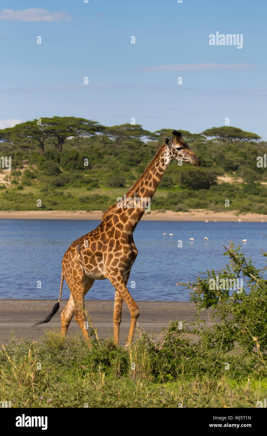 Masai giraffe (Giraffa camelopardalis tippelskirchii) Lago Ndutu, Ngorongoro Conservation Area, southern Serengeti, Tanzania. Foto Stock