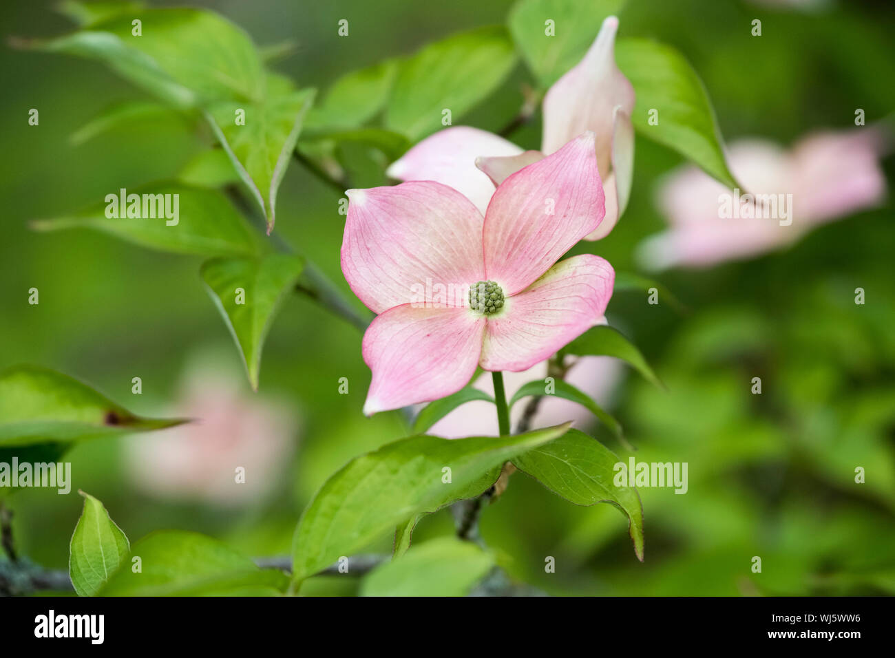Close-up di ibrido, fioritura sanguinello, Cornus x Rutgersensis 'Stellar rosa' Foto Stock