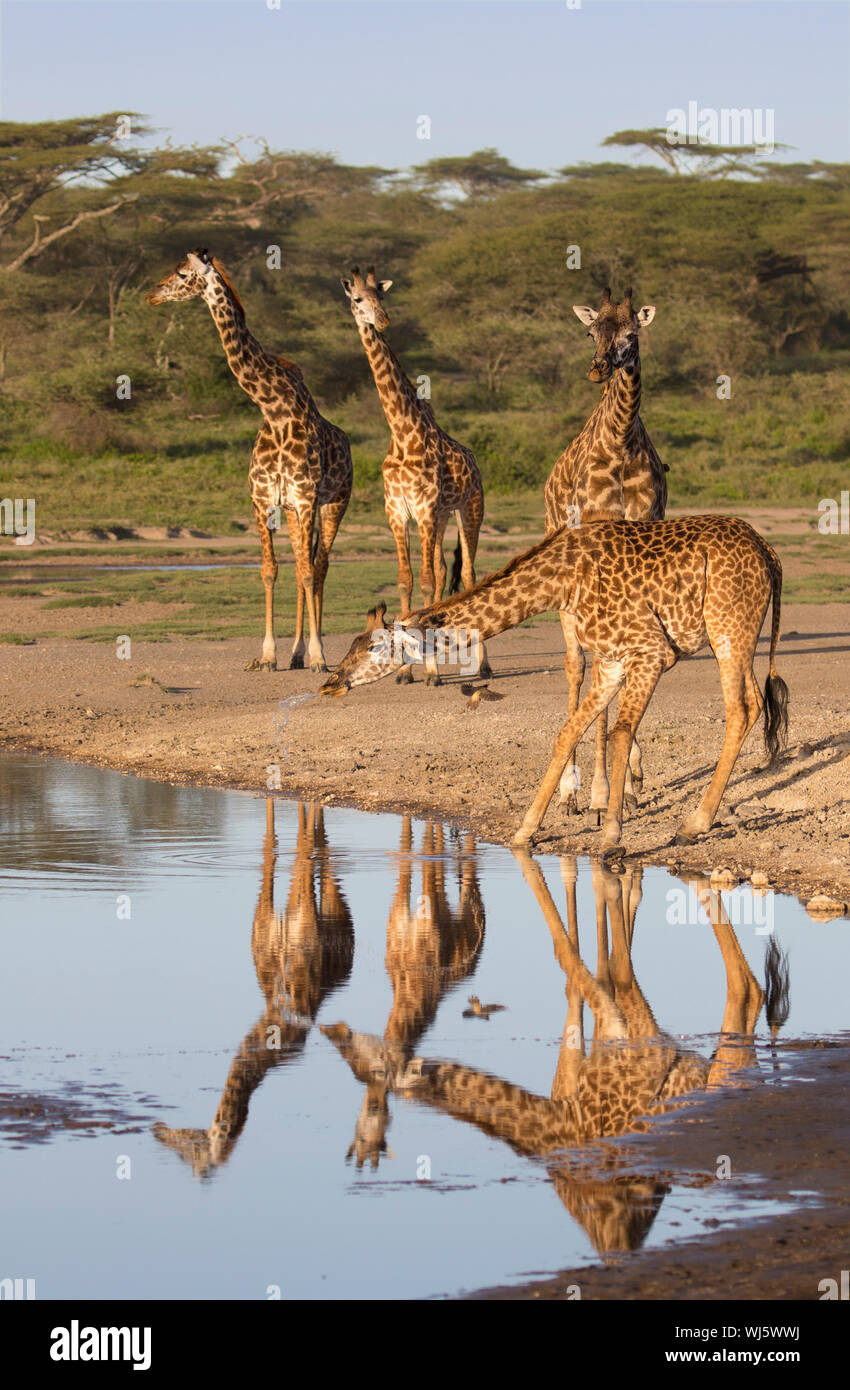 Masai giraffe (Giraffa camelopardalis tippelskirchii) bere al fiume, Ndutu, Ngorongoro Conservation Area, southern Serengeti, Tanzania. Foto Stock