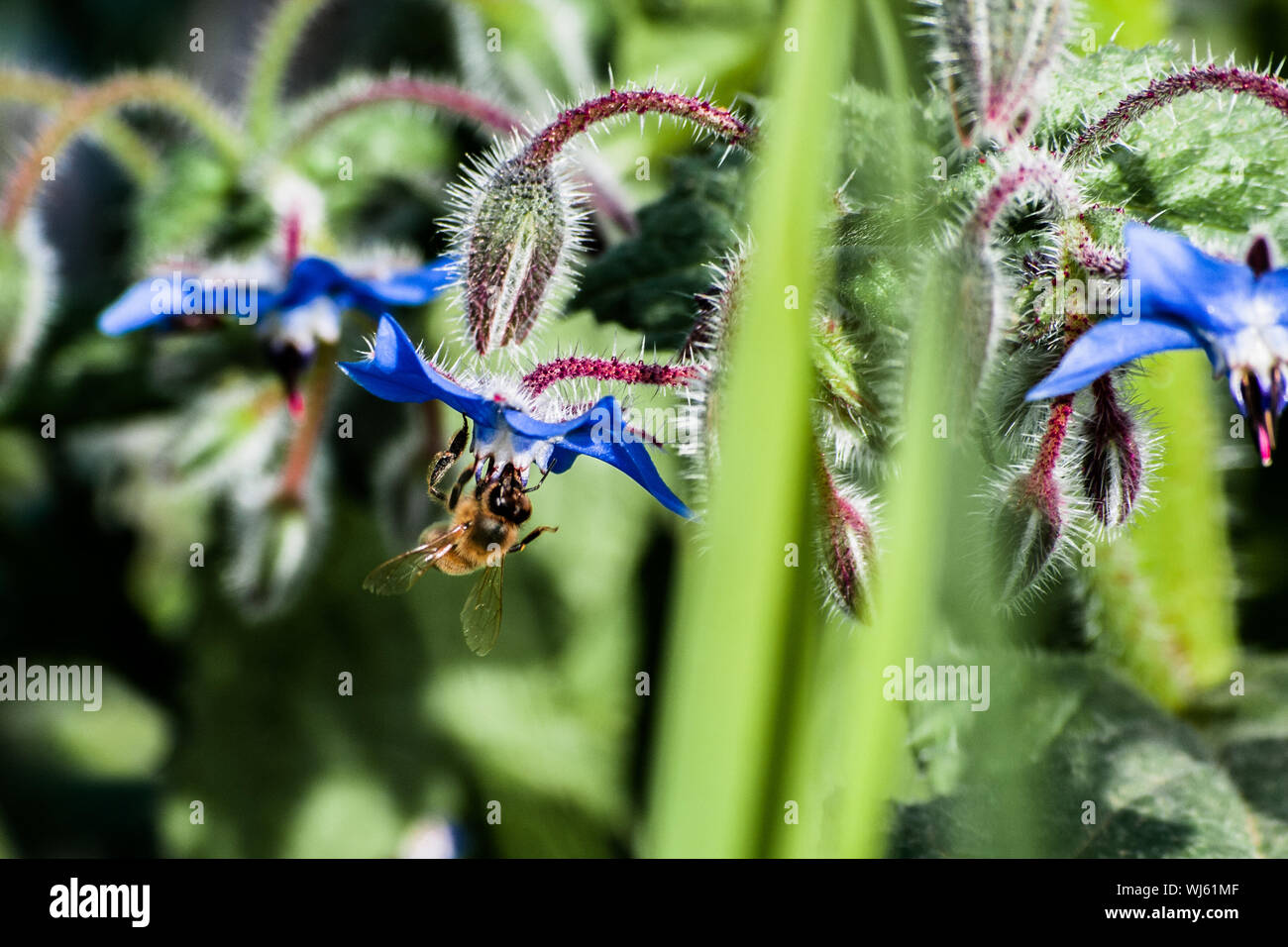 Close-up di Hornet impollinatori su Blu fiore che sboccia all'aperto Foto Stock