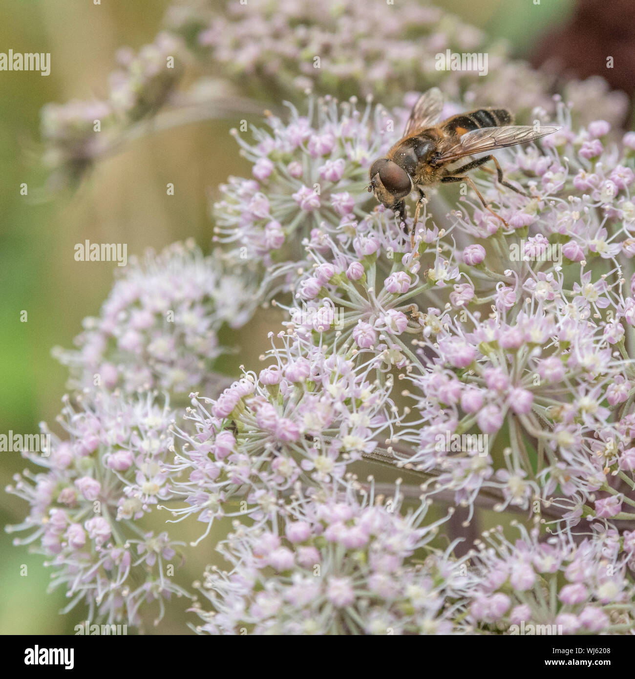 Macro Close-up di bee-come gli insetti sui fiori selvatici / Angelica Angelica sylvestris crescendo in una palude. Pianta medicinale utilizzato in prodotti a base di erbe. Foto Stock