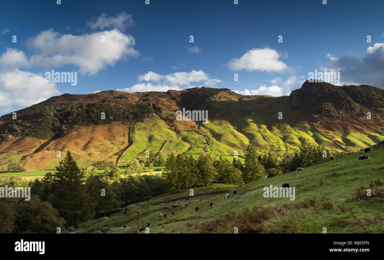 Grande Langdale Valley con Herdwick pecore in primo piano, Lake District, Cumbria, Regno Unito. Ottobre Foto Stock