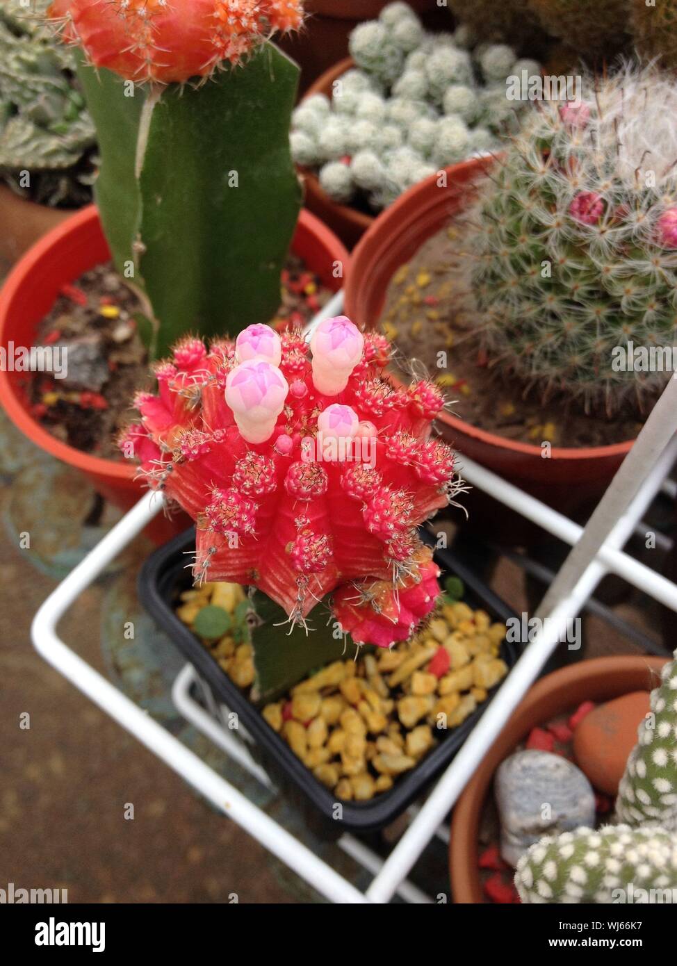 Close-up shot di rosso fiori di Cactus Foto Stock