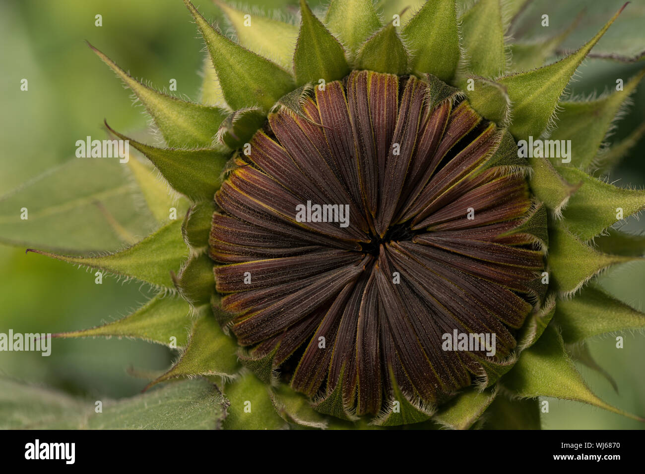 Appena circa per aprire l'anello ray fiori di girasole marrone svelerà la vera fiori di Helianthus corona circolare al di sotto Foto Stock