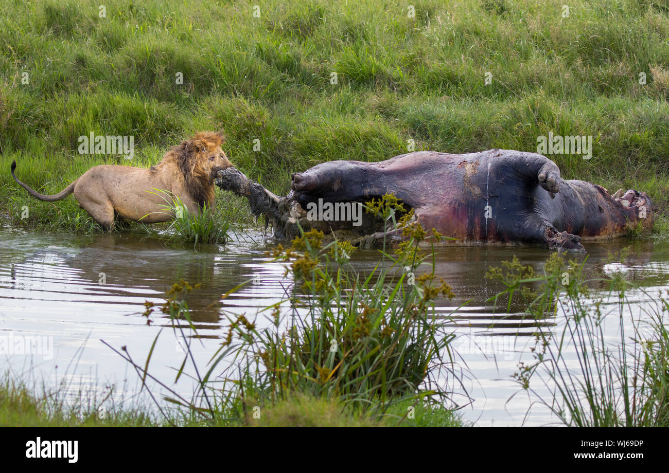 Leone africano (Panthera leo) vecchia alimentazione maschio sui morti Ippona, Serengeti National Park, Tanzania. Foto Stock