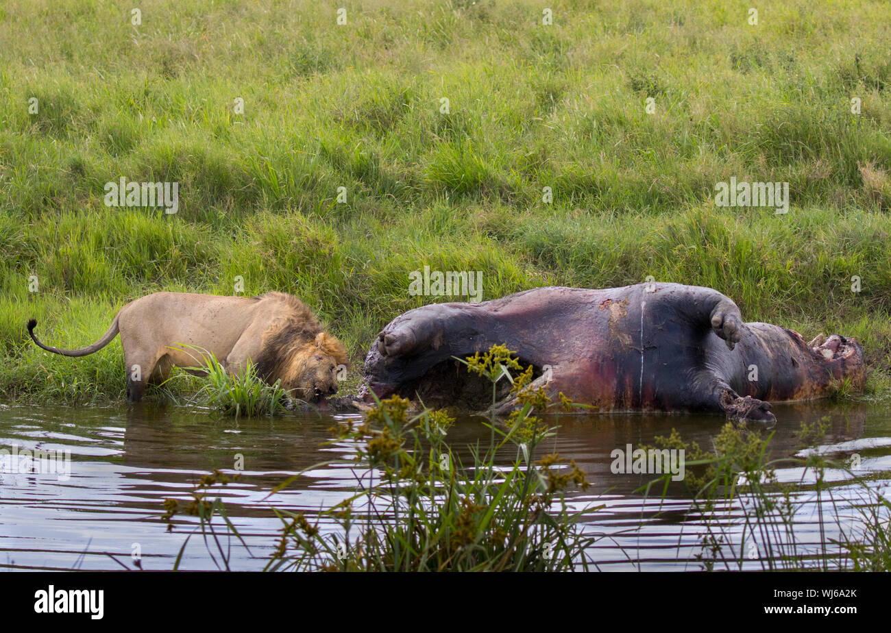 Leone africano (Panthera leo) vecchia alimentazione maschio sui morti Ippona, Serengeti National Park, Tanzania. Foto Stock