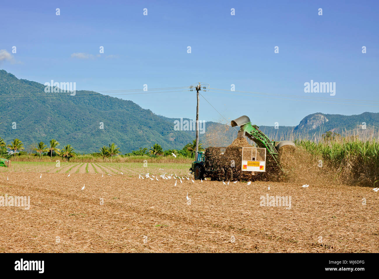 Una foto di canna da zucchero del raccolto in Tropical Queensland, Australia Foto Stock