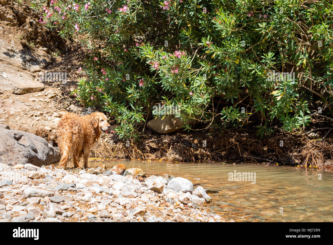 Il Golden Retriever sorge sulla roccia e guardando l'acqua - nella meravigliosa natura Foto Stock