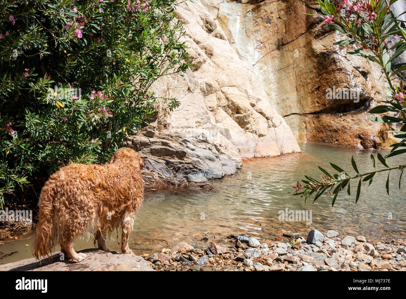 Il Golden Retriever sorge sulla roccia e guardando l'acqua - nella meravigliosa natura Foto Stock