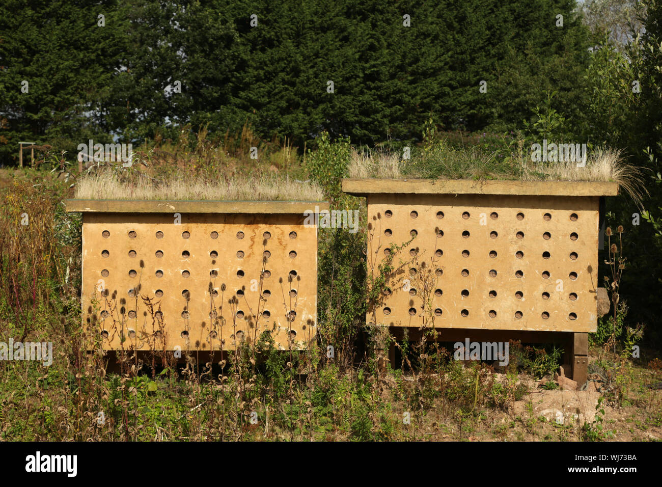 Sabbia artificiale Martin scatole di nido a Eardington riserva naturale, Bridgnorth, Shropshire, Inghilterra, Regno Unito. Foto Stock