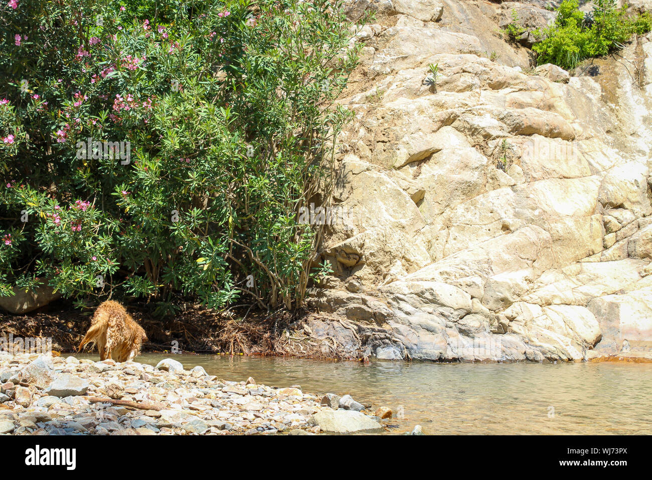 Il Golden Retriever sorge sulla roccia e guardando l'acqua - nella meravigliosa natura Foto Stock