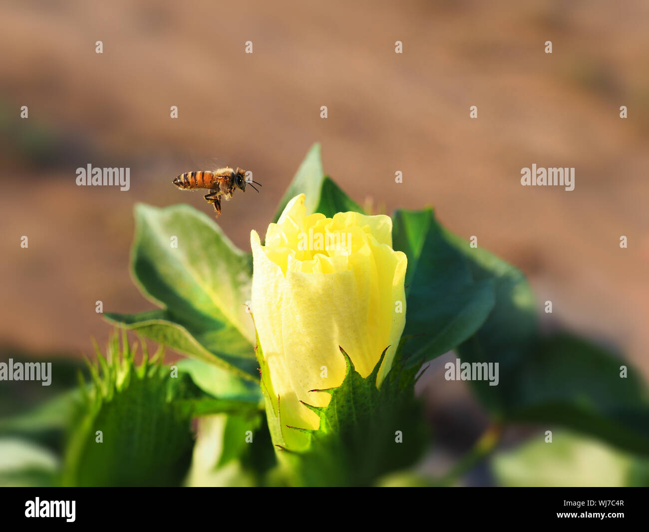 Bee vola a fiore giallo di cotone. Le riprese in modalità Macro. Foto Stock