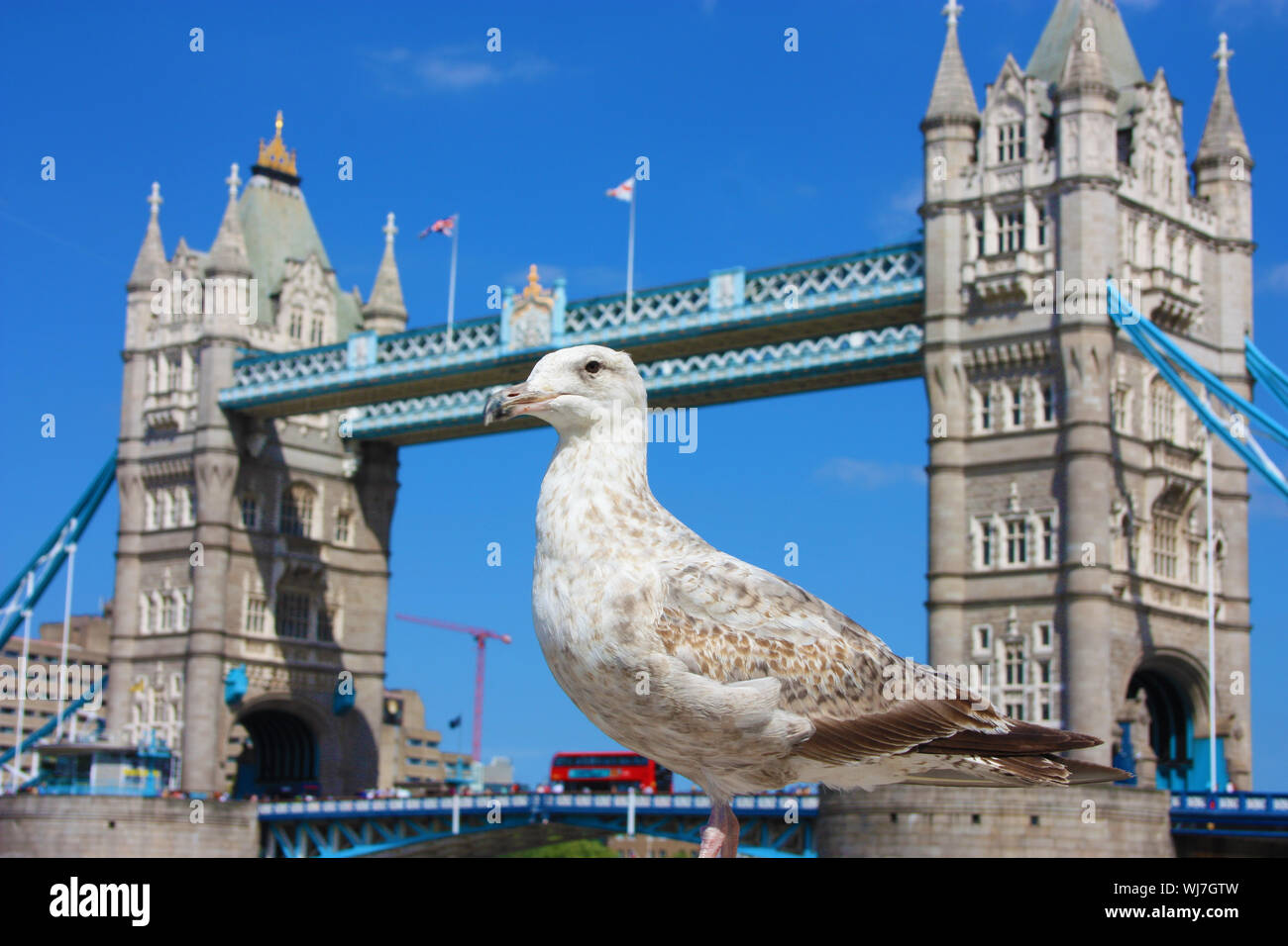 Messa a fuoco selettiva su un inglese seagull. in background l antica Torre di Londra nel Regno Unito Foto Stock