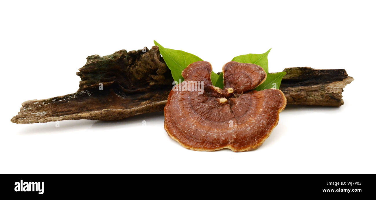 Lingzhi fungo Ganoderma lucidum isolati su sfondo bianco Foto Stock