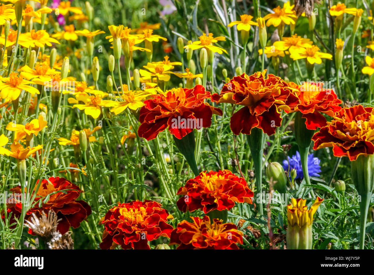 Coloratissimi fiori annuali, francese calendula, tagetes, bellezza estate aiuola, agosto, impianti misti Foto Stock