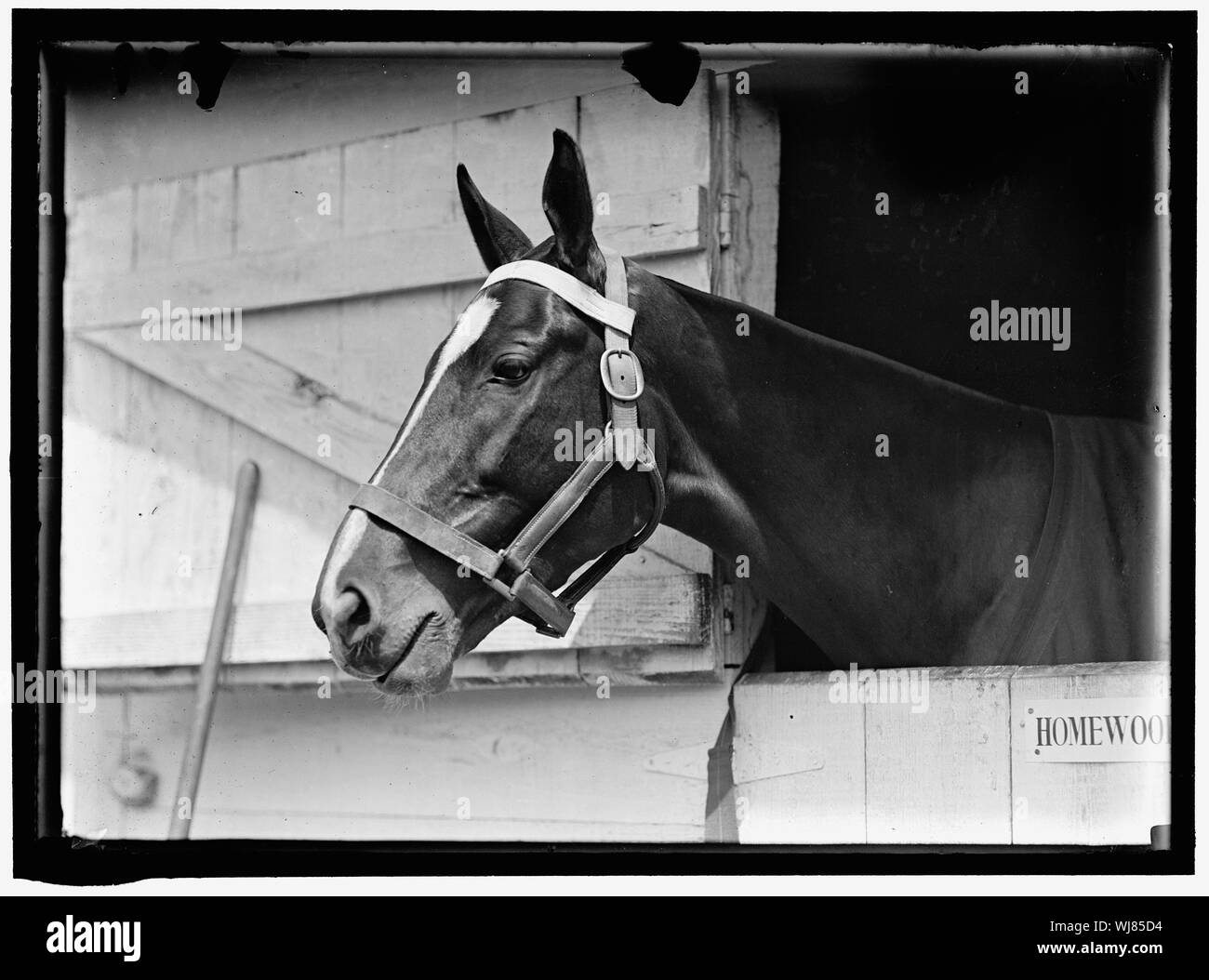 Spettacoli a cavallo. Cavallo IN WASHINGTON HORSE SHOW Foto Stock
