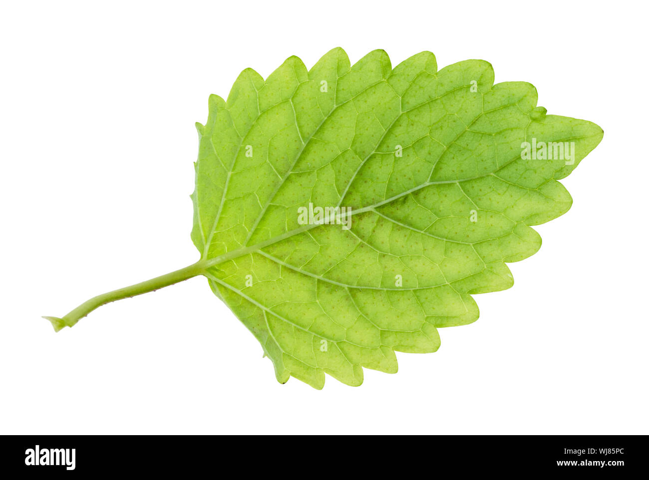 Foglia verde di Melissa (Melissa officinalis) intaglio vegetali su bianco backgroun Foto Stock