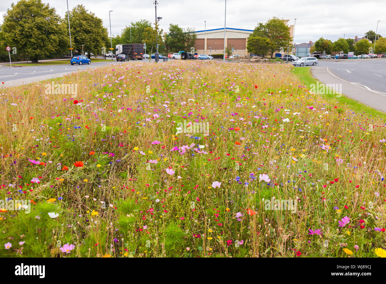 Fiori selvatici che crescono su la centrale di prenotazione lungo St Cuthberts modo in Darlington,l'Inghilterra,UK Foto Stock