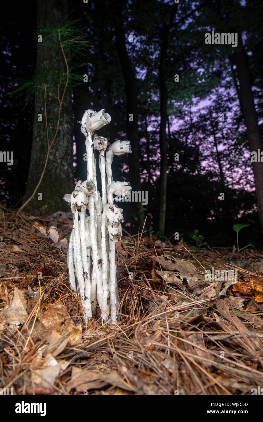 Indian condotto o impianto fantasma (Monotropa uniflora) - Brevard, North Carolina, Stati Uniti Foto Stock