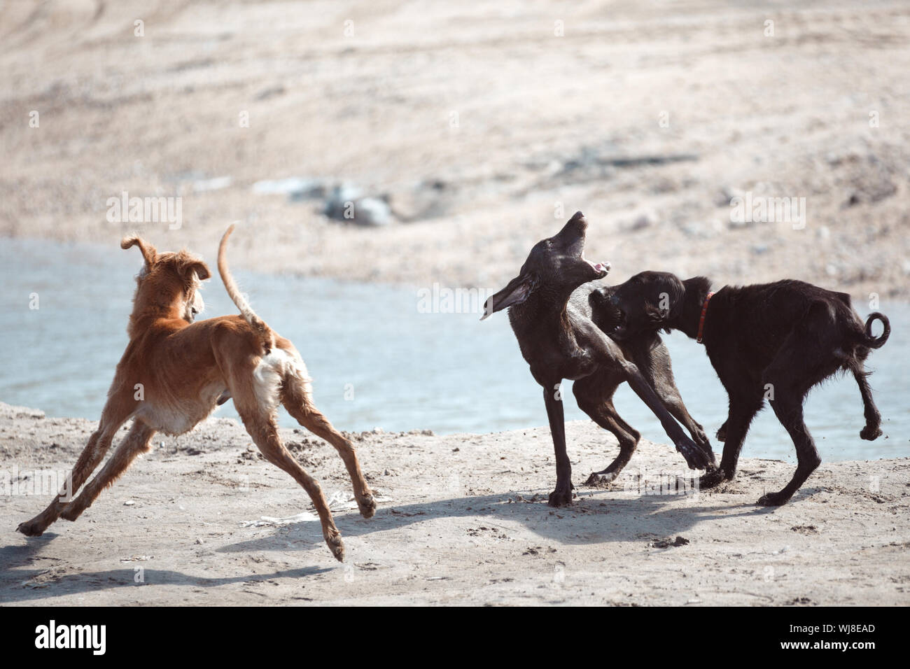 Tre cani combattimenti all'aperto Foto Stock