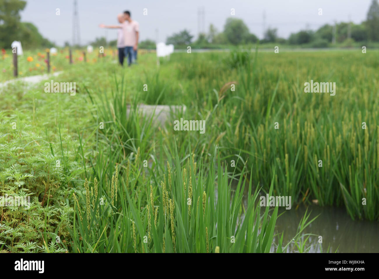 Huzhou. 3 Sep, 2019. Foto scattata il 7 settembre 3, 2019 mostra una vista della eco-agricolo di risaie in Huzhou, est della Cina di Provincia dello Zhejiang. Approfittando dell'edificio eco-sistema agricolo con il sollevamento di pesci e tartarughe softshell in risaie invece dell'uso di pesticidi e fertilizzanti chimici, la cooperativa agricola qui non ha solo migliorato il metodo di produzione agricolo ma anche aumentato la sua uscita. Credito: Weng Xinyang/Xinhua/Alamy Live News Foto Stock