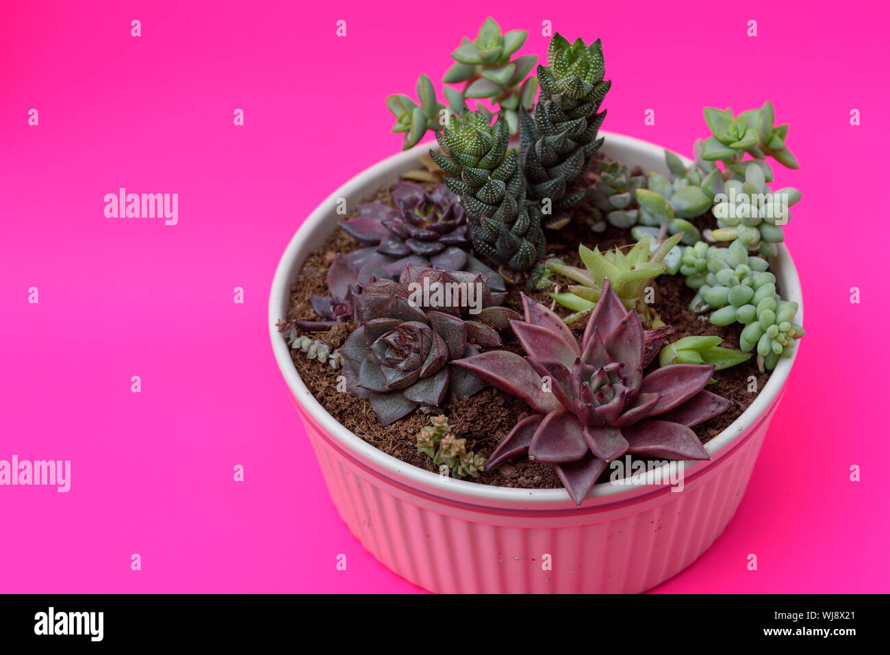 Un gruppo di bellissimi cactus in miniatura piante succulente in vasi di fiori.succulento Mix-crassula, echeveria, "Haworthia". Foto Stock