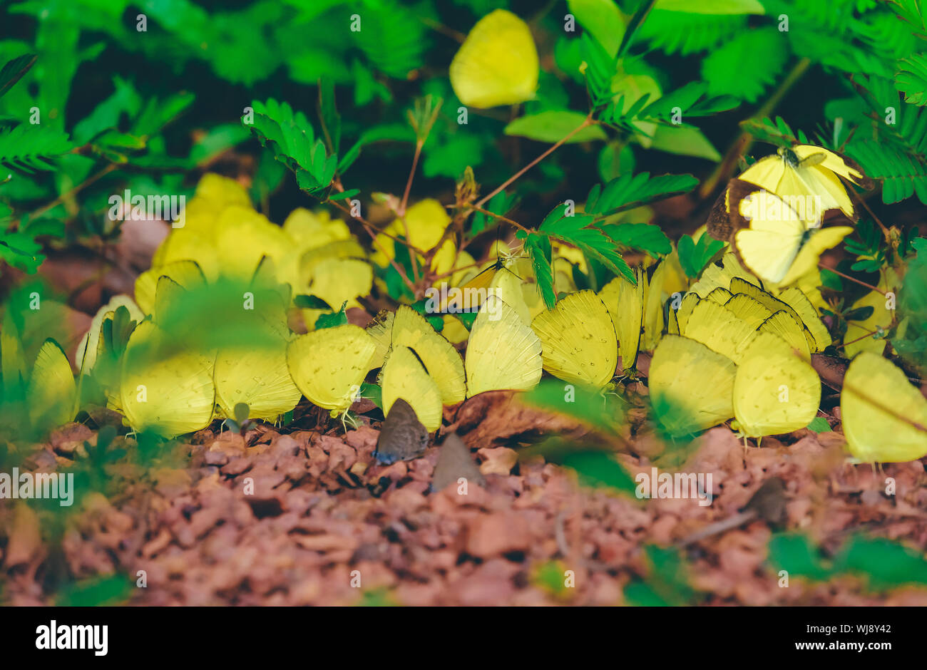 Close up di farfalle giallo in un inizio di stagione di pioggia. Royalty di alta qualità immagine stock di animale. Foto Stock