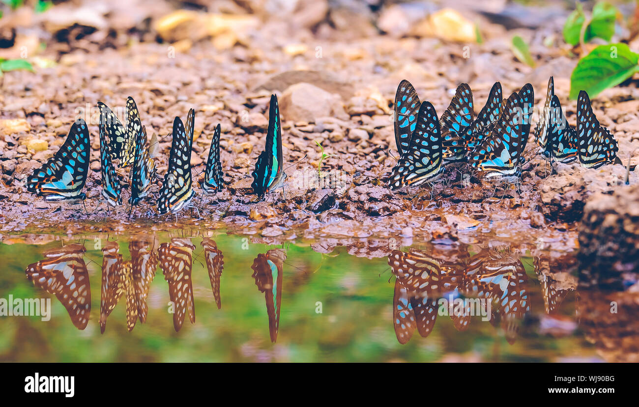 Close up di farfalle e di riflessione in acqua con la natura dello sfondo. Royalty di alta qualità immagine stock di animale. Foto Stock