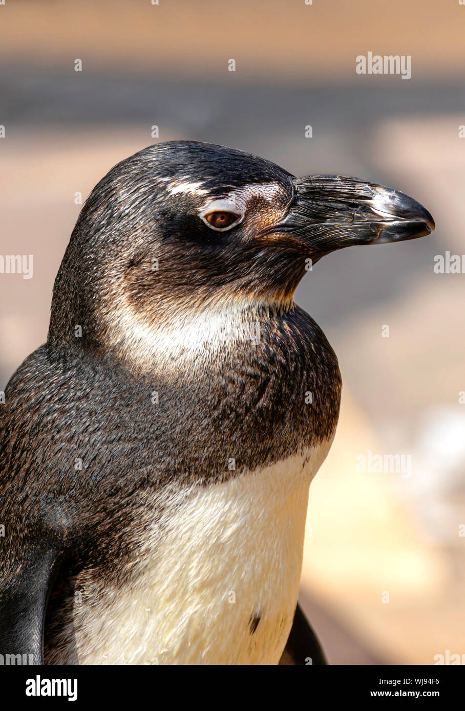 Penguin a 'Living Coasts' in Torquay, Denon, REGNO UNITO Foto Stock