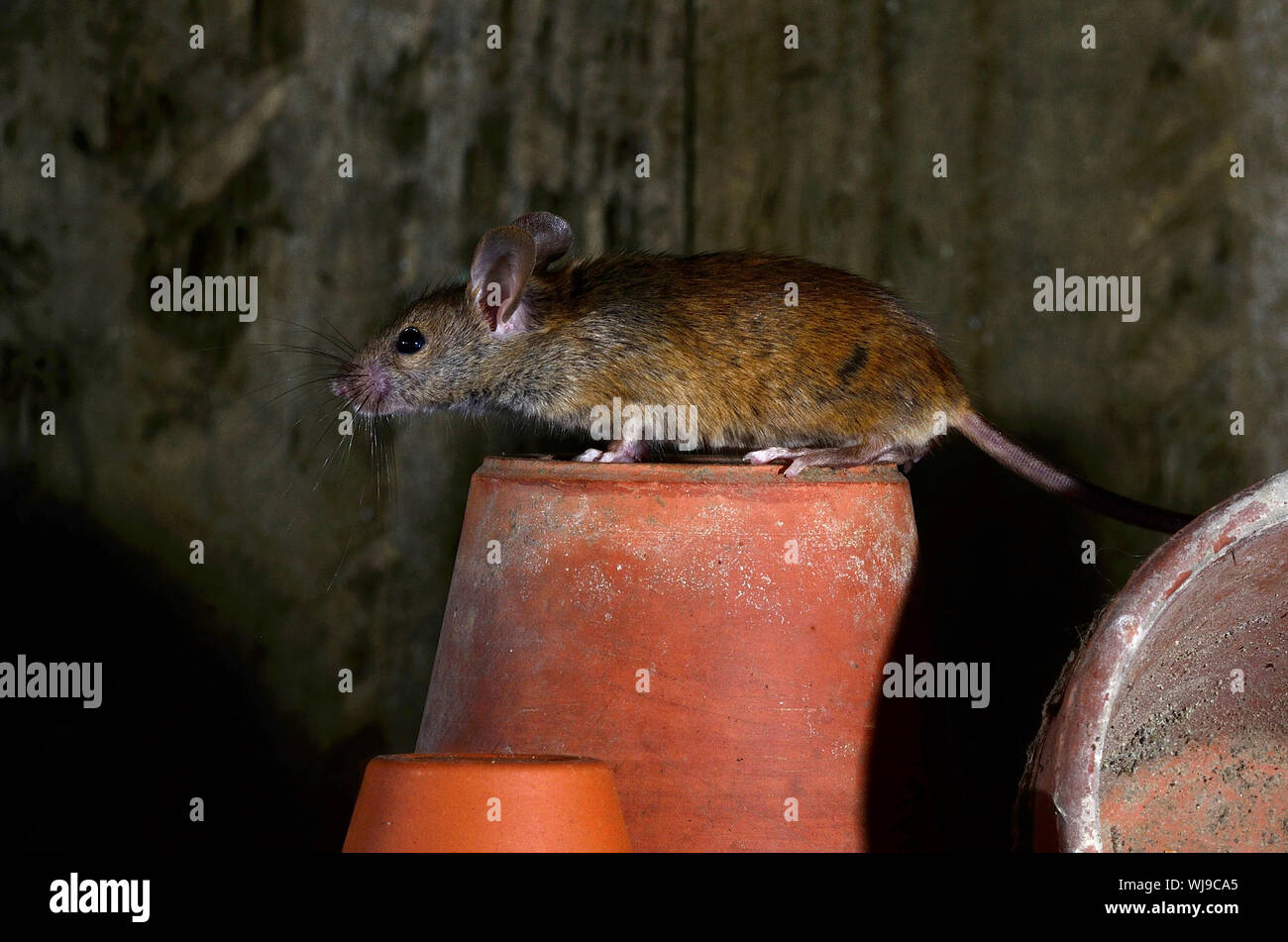 mouse della casa Foto Stock