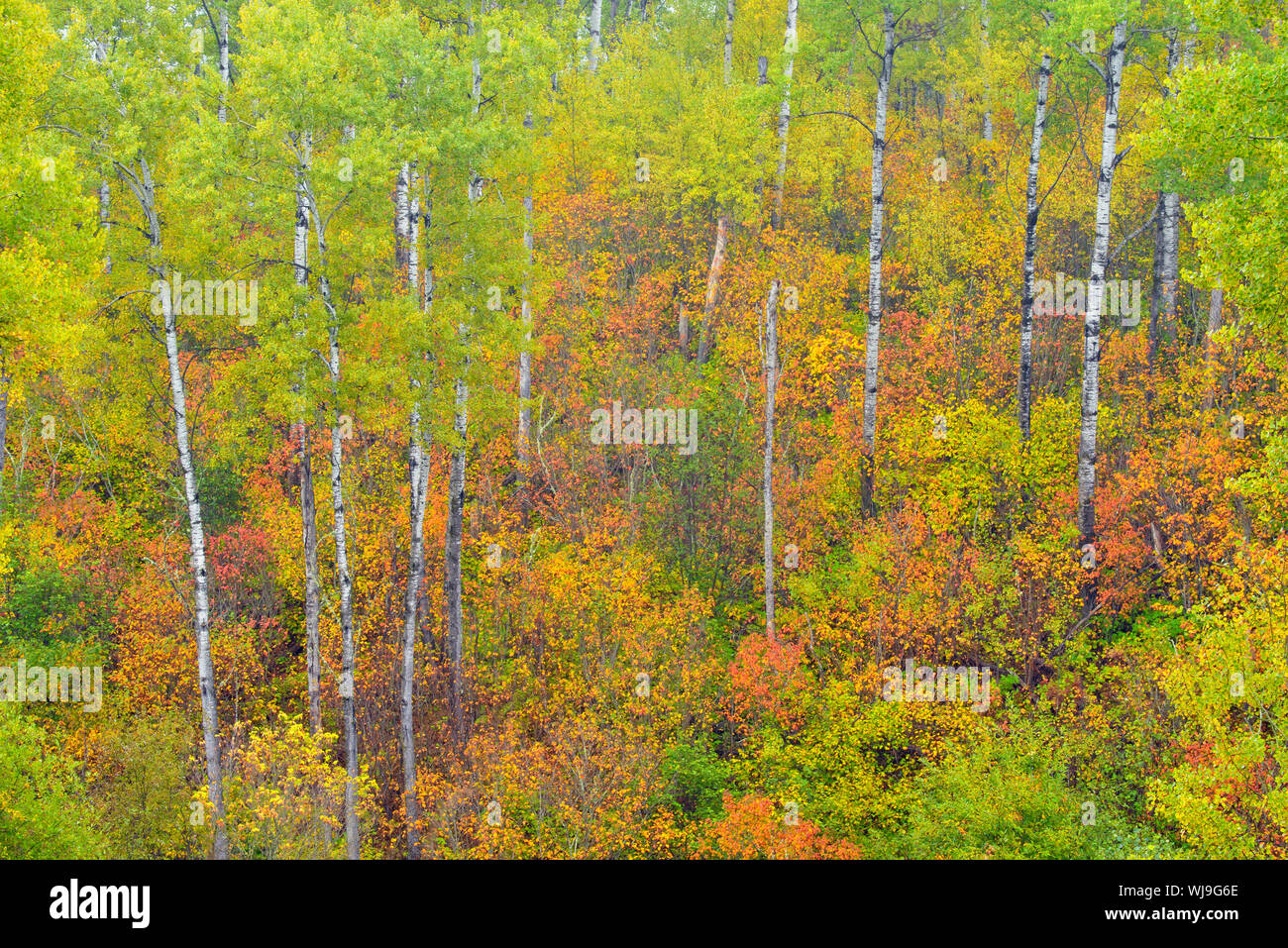 Bianco boschetto di betulle in autunno a colori su Laurentian University motivi, maggiore Sudbury, Ontario, Canada Foto Stock