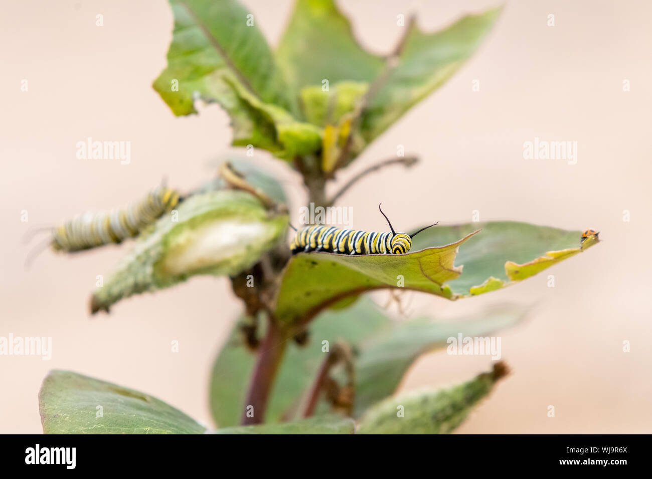 Farfalla monarca (Danaus plexippus) larve mangiano caterpillar Milkweed foglie sul Beaver Island, Michigan in tarda estate. Foto Stock