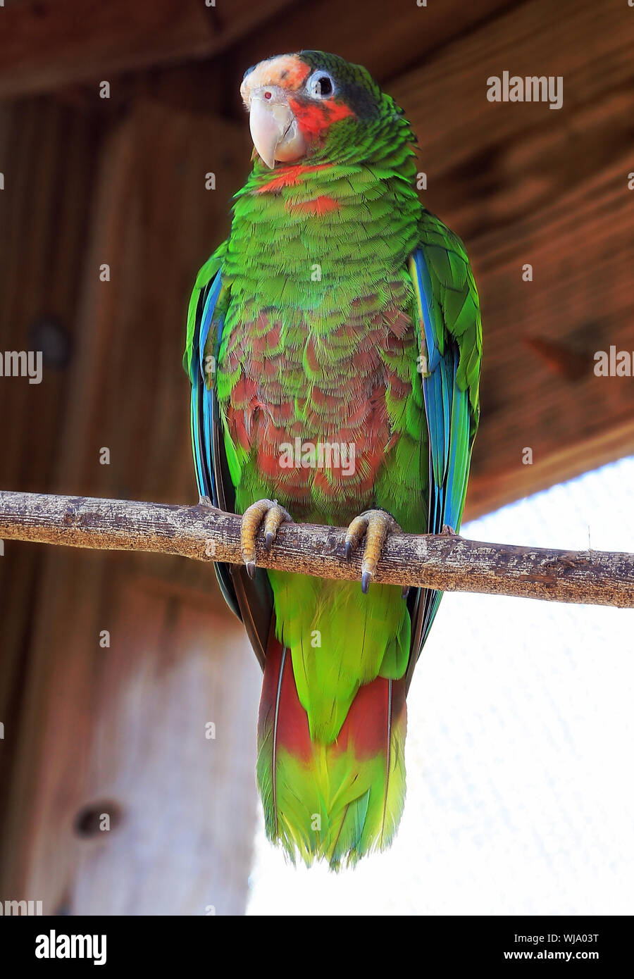 Pretty Polly Foto Stock