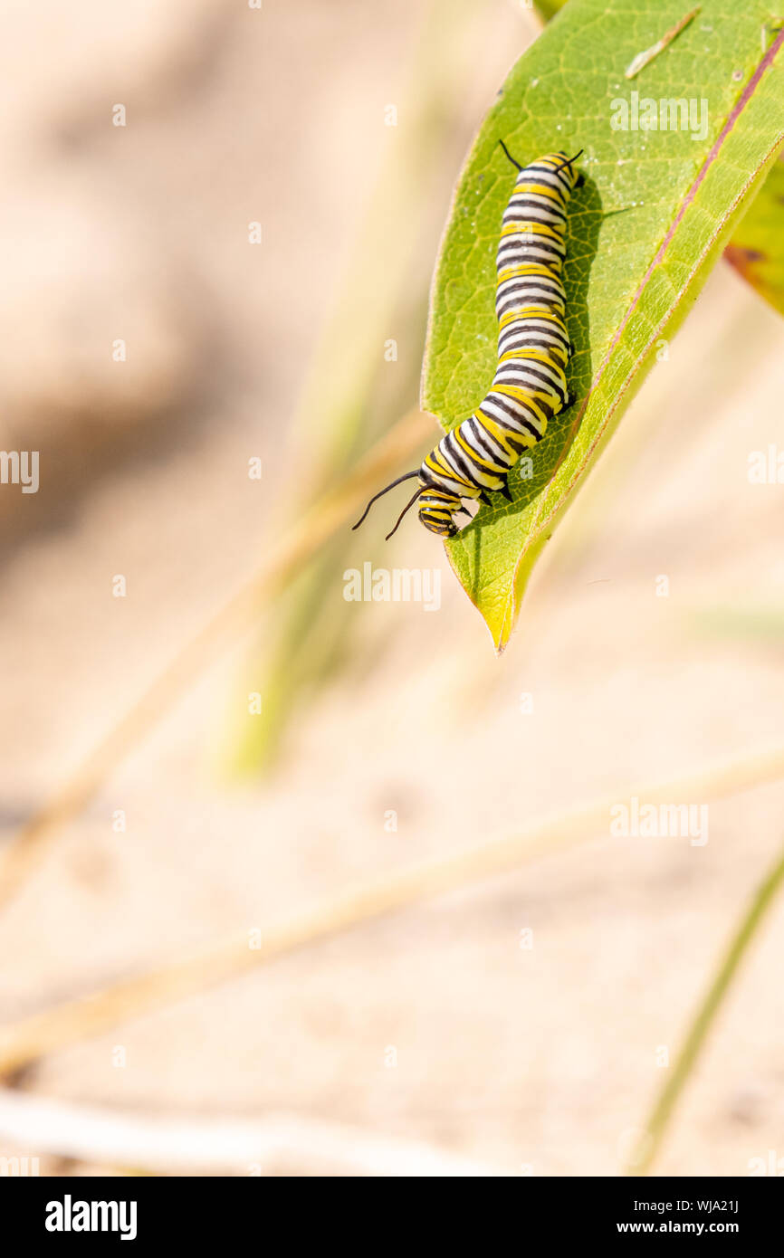 Farfalla monarca (Danaus plexippus) larve mangiano caterpillar Milkweed foglie sul Beaver Island, Michigan in tarda estate. Foto Stock