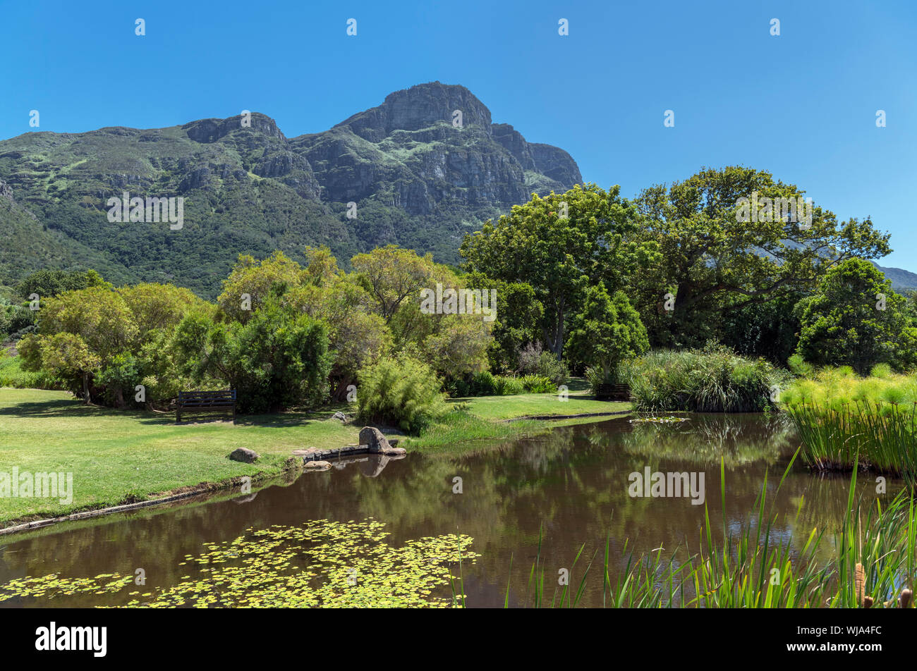 Stagno in Kirstenbosch National Botanical Garden guardando verso il fronte orientale di Table Mountain e Cape Town, Western Cape, Sud Africa Foto Stock