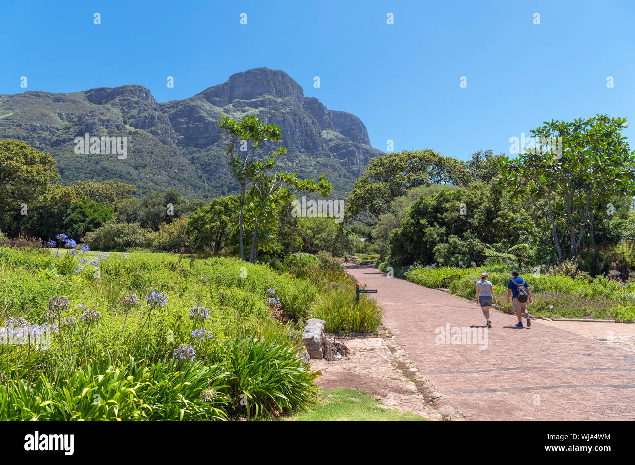 Kirstenbosch National Botanical Garden guardando verso il fronte orientale di Table Mountain e Cape Town, Western Cape, Sud Africa Foto Stock