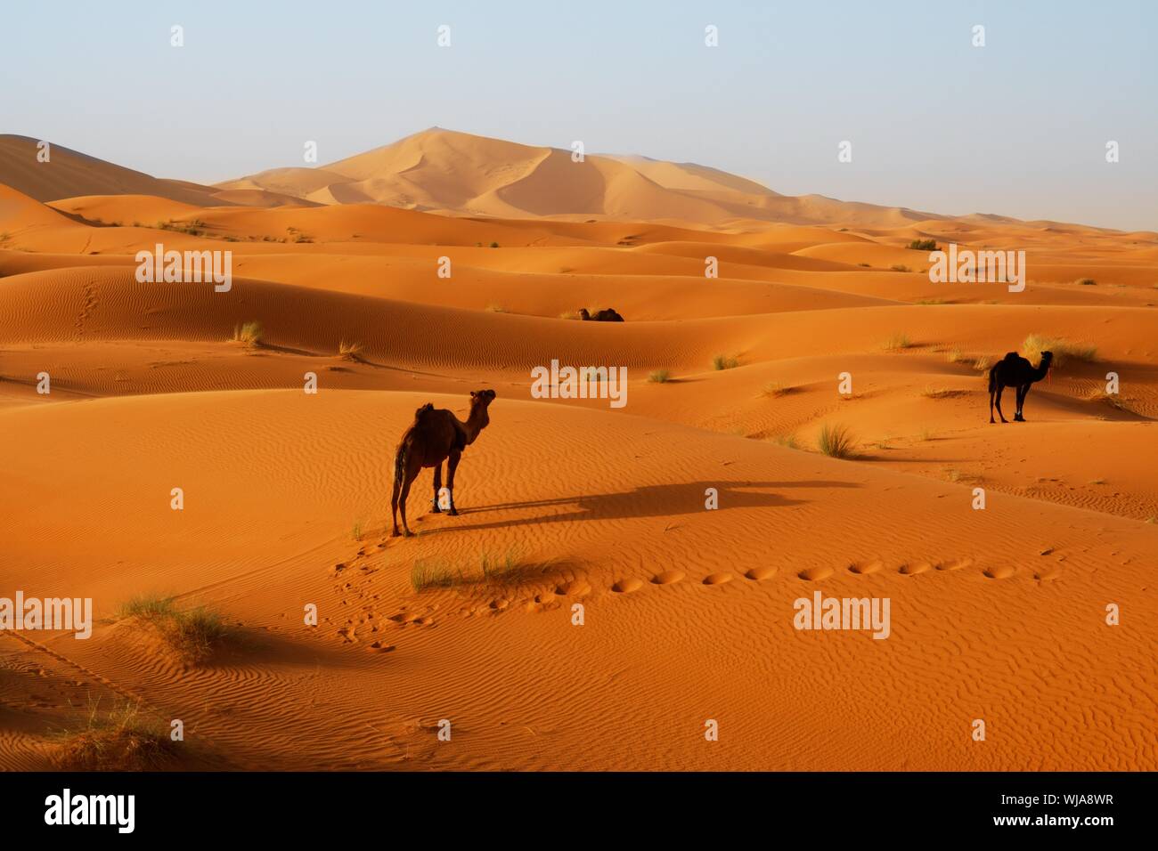 Sahara dune di sabbia di Erg Chebbi Marocco Foto Stock