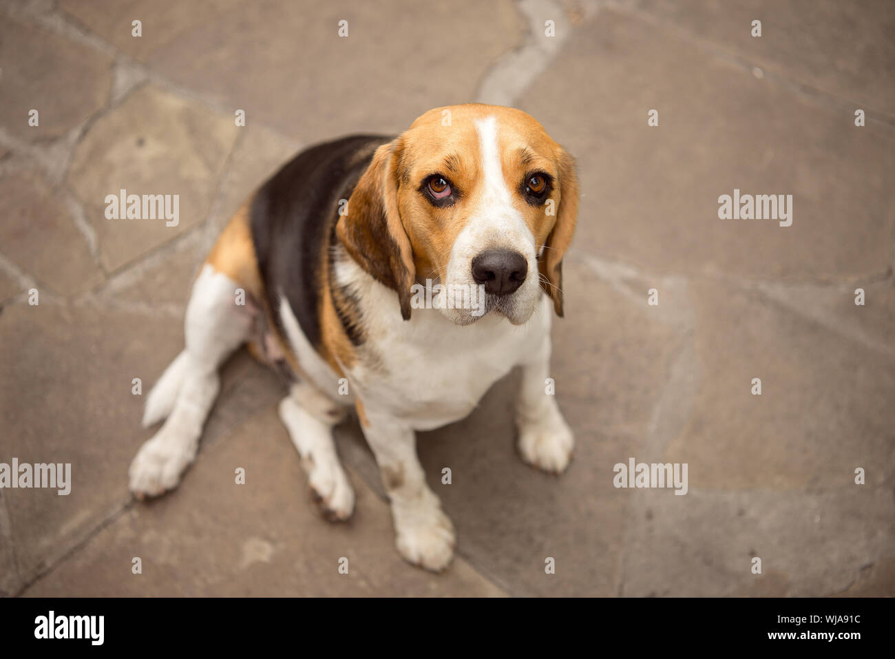 Il vecchio cane beagle seduto su un pavimento di pietra e guardando la telecamera Foto Stock