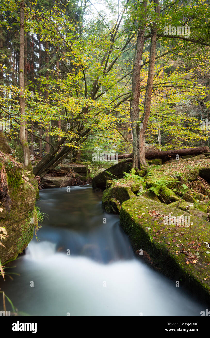 Scenic colpo di rapids che scorre lungo la lussureggiante foresta Foto Stock