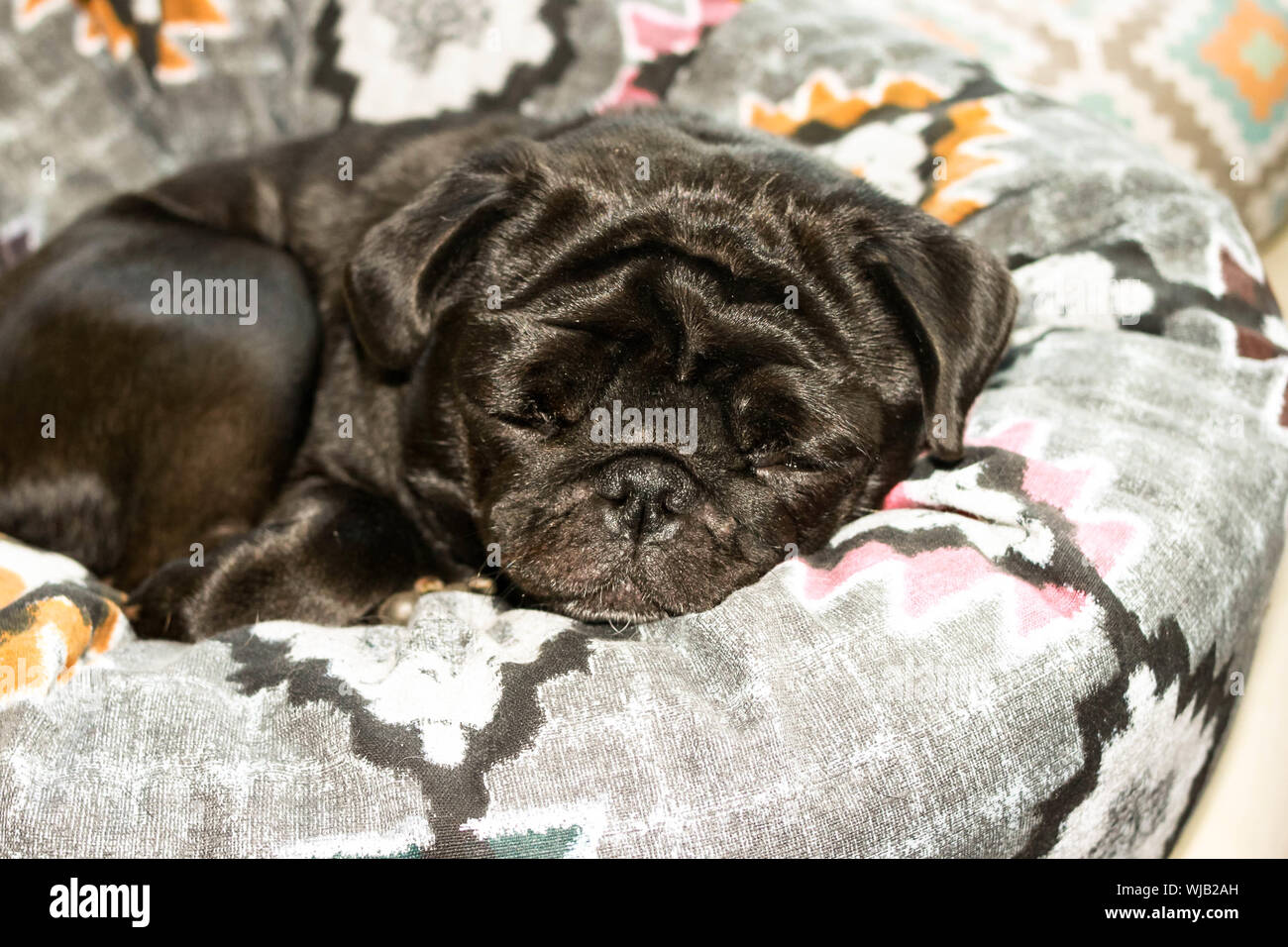 Vicino la faccia della cute pug nero cane di razza di dormire su un letto di cane con gli occhi chiusi Foto Stock