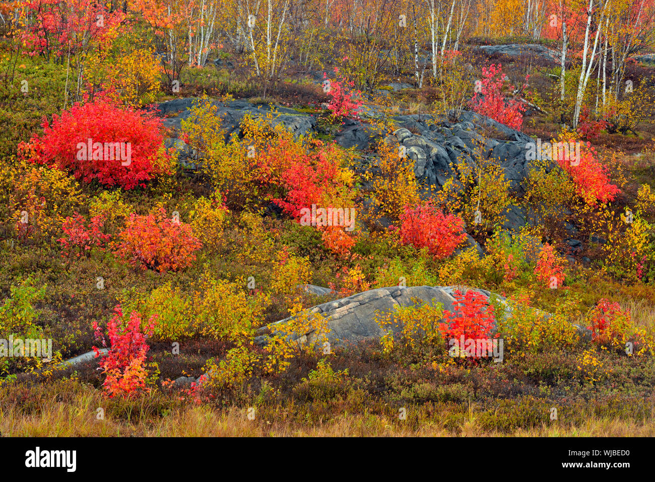 Bianco boschetto di betulle in autunno a colori su Laurentian University motivi, maggiore Sudbury, Ontario, Canada Foto Stock