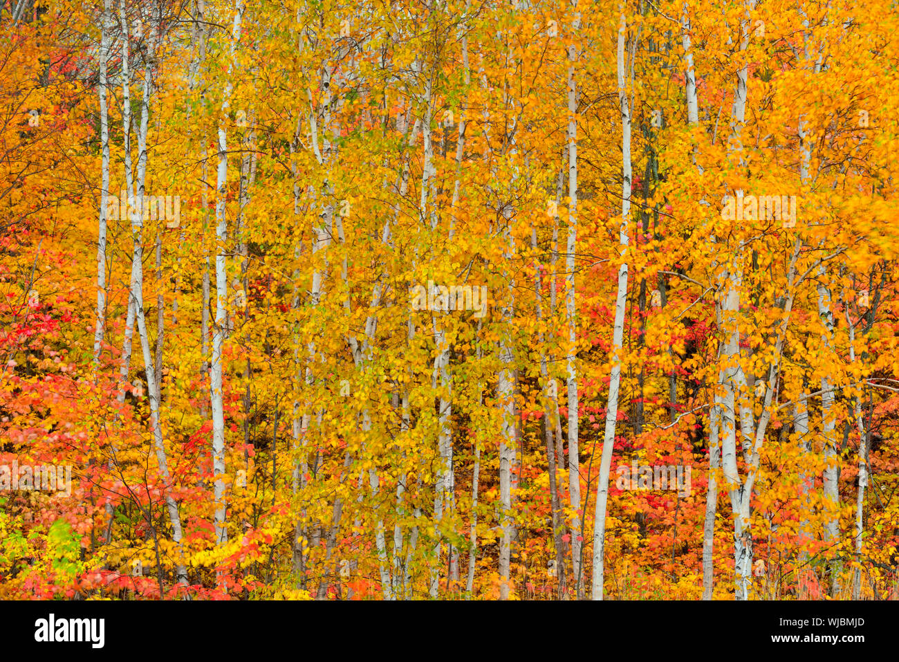 Bianco boschetto di betulle in autunno a colori su Laurentian University motivi, maggiore Sudbury, Ontario, Canada Foto Stock