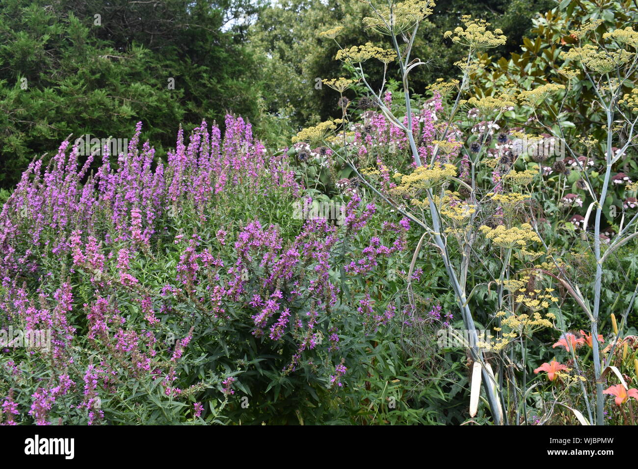 Fiori di campo in un giardino naturale Foto Stock