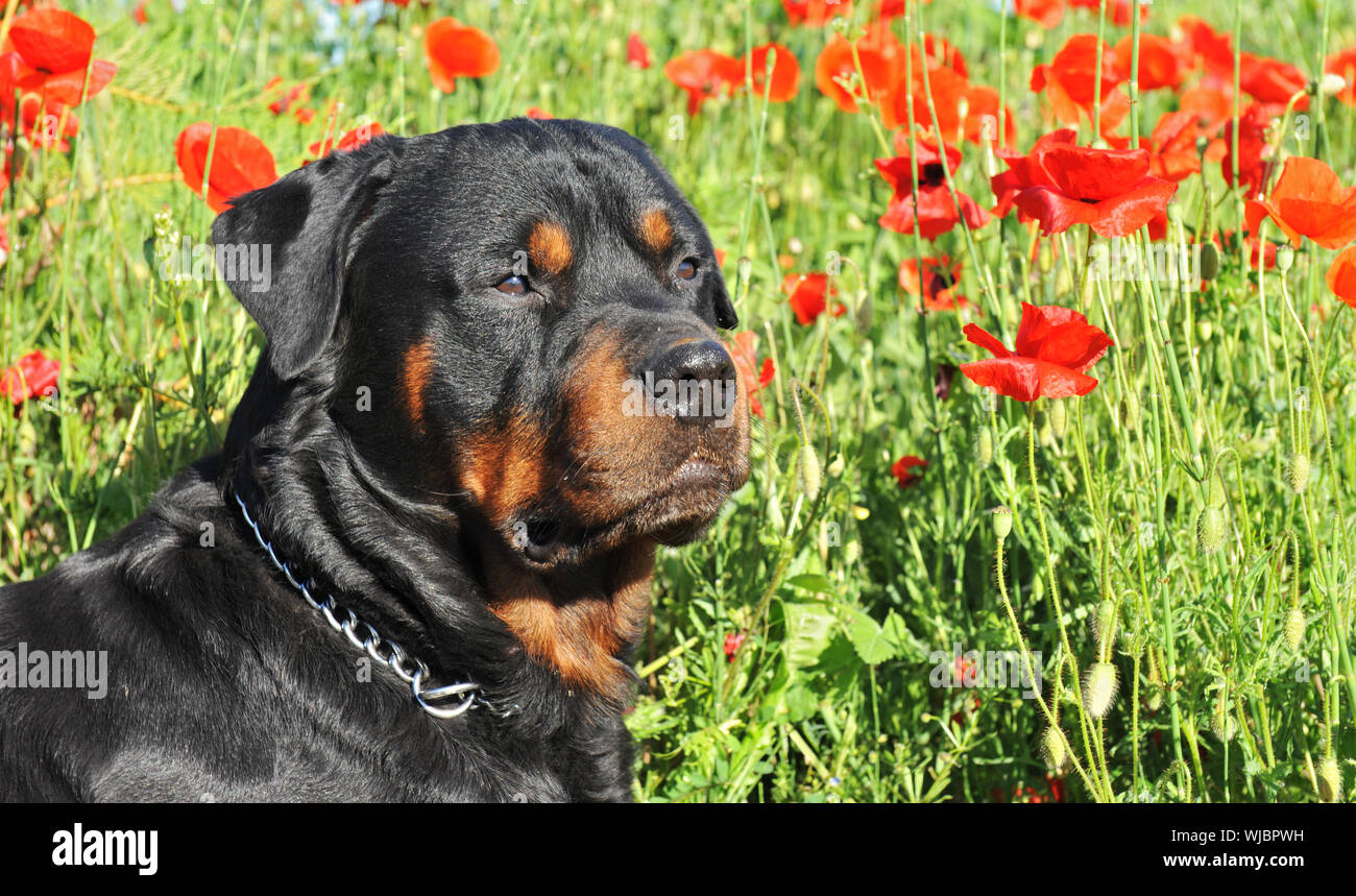 Ritratto di una razza Rottweiler sdraiato in un campo di papaveri. concentrarsi sugli occhi Foto Stock